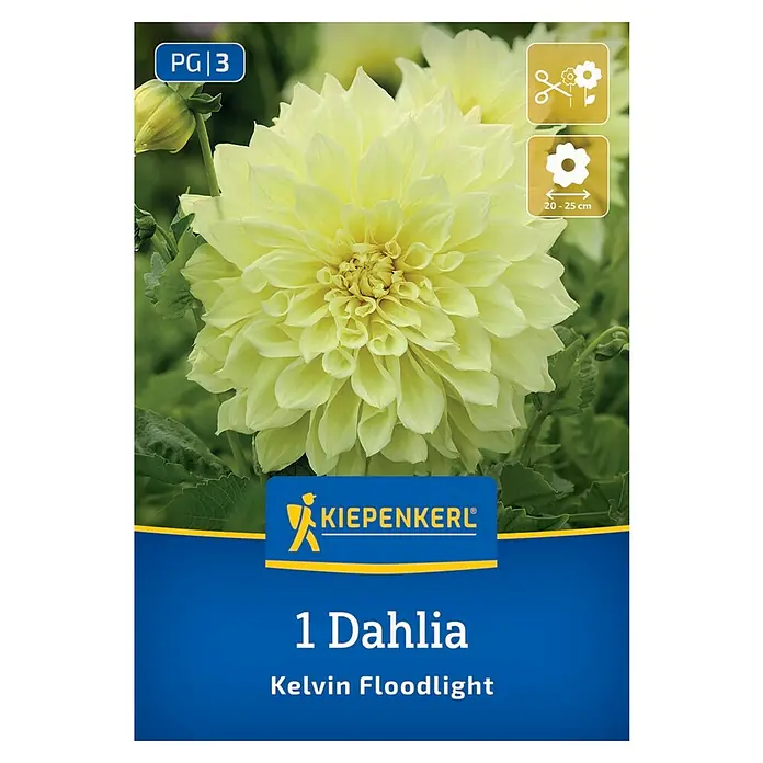 Kiepenkerl Dahlie Kelvin Floodlight - Dahlia x Hybrida, Mehrfarbig - Produktbild einer 'Kelvin Floodlight' Dahlie von Kiepenkerl, eine wunderschöne, gelbe Blume mit dichten Blütenblättern.