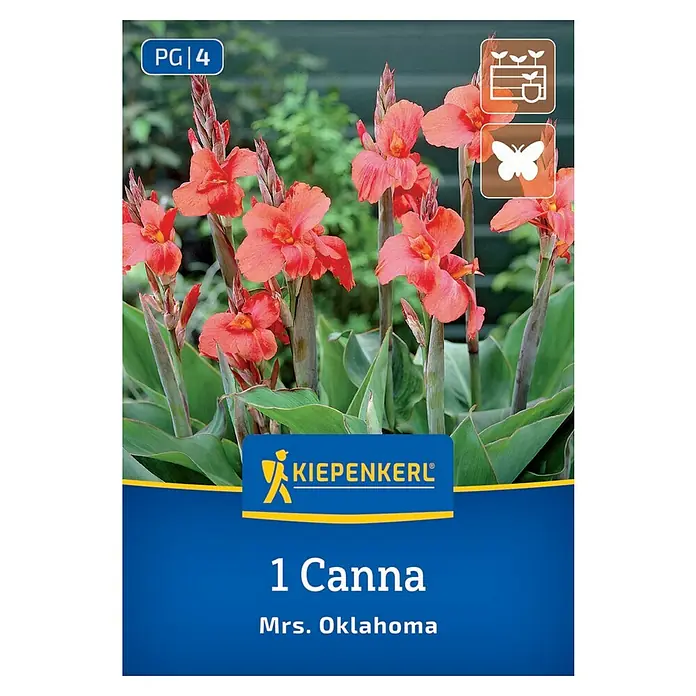 Kiepenkerl Blumensamenmischung Blumenrohr Mrs. Oklahoma - Begonia x Tuberhybrida - Abbildung einer Samenpackung für '1 Canna Mrs. Oklahoma' mit leuchtend roten Blüten und grünen Blättern.
