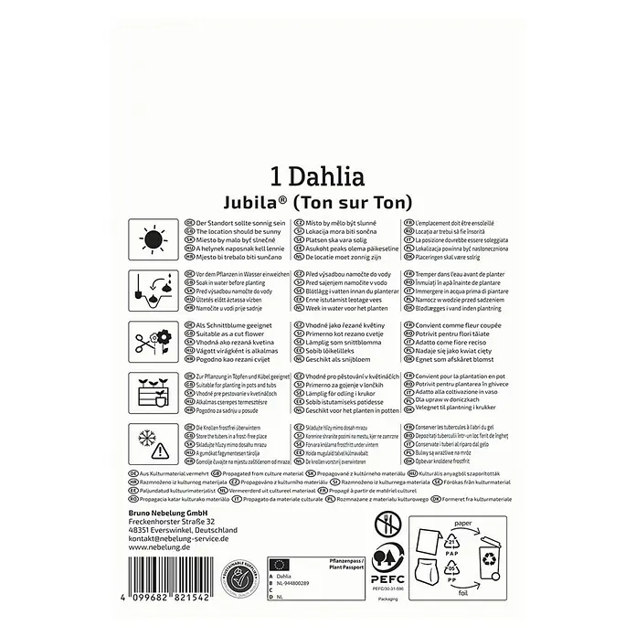 Kiepenkerl Dahlie Jubila - Dahlia x Hybrida, Mehrfarbig - Produktbild einer Dahlie Jubila Zwiebelpackung mit Pflanzhinweisen für den Garten.