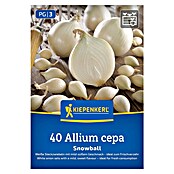 Kiepenkerl Steckzwiebeln Snowball Gr. 12/24 (Allium cepa, Erntezeit: Juli) | BAUHAUS