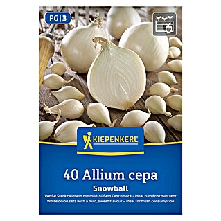 Kiepenkerl Steckzwiebeln Snowball Gr. 12/24 (Allium cepa, Erntezeit: Juli)
