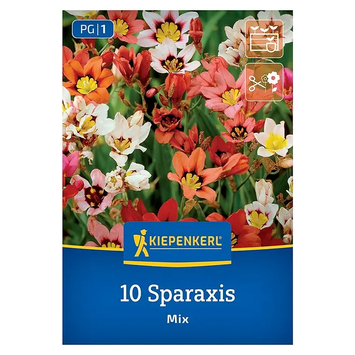 Kiepenkerl Blumensamenmischung Fransenschwertel-Mischung - Sparaxis tricolor, Mehrfarbig - Sparaxis-Mix-Samenpackung von Kiepenkerl. Vielfältige Farben und Formen für einen farbenprächtigen Garten. Ideal für Beet und Kübel.
