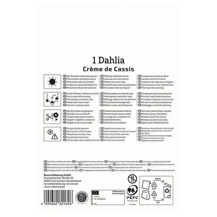 Kiepenkerl Dahlie Crème de Cassis - Dahlia x Hybrida, Mehrfarbig - Produktbild einer Dahlie 'Crème de Cassis', mit Pflanz- und Pflegehinweisen.