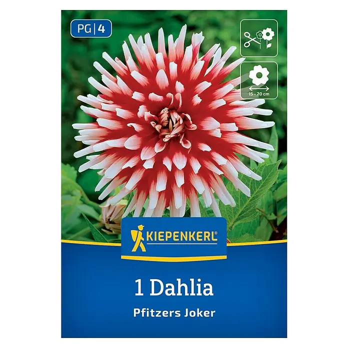 Kiepenkerl Dahlie Pfitzers Joker - Dahlia x Hybrida, Mehrfarbig - Samenpackung einer 'Pfitzer's Joker' Dahlie. Attraktive, zweifarbige Blüte, ideal für Garten und Vase.