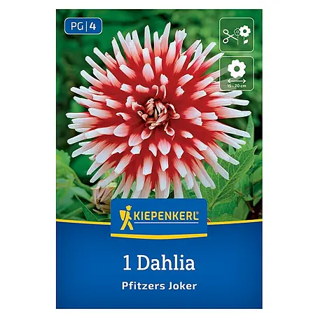 Kiepenkerl  Dahlie Pfitzers Joker