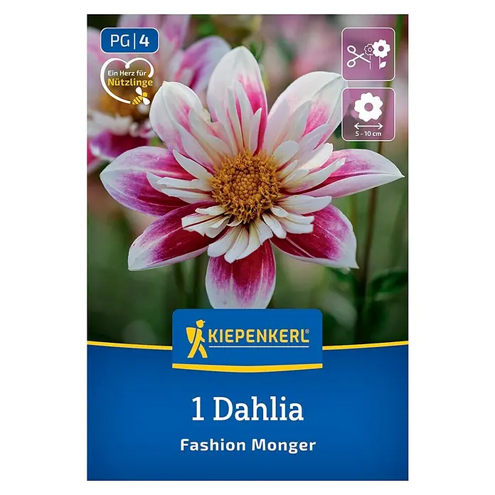 Kiepenkerl Dahlie Fashion Monger - Dahlia x Hybrida, Mehrfarbig - Das Foto zeigt die Verpackung einer Dahlie "Fashion Monger" von Kiepenkerl. Die Blüte ist weiß-rosa gestreift mit gelber Mitte.