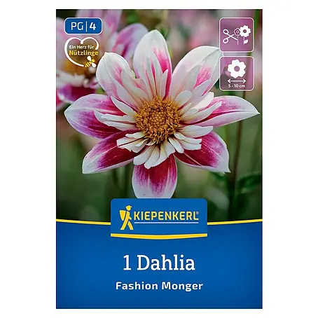 Kiepenkerl  Dahlie Fashion Monger