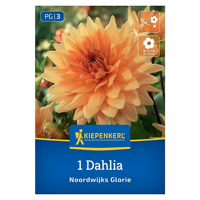 Kiepenkerl Dahlie Noordwijks Glorie - Dahlia x Hybrida, Orange - Das Foto zeigt eine orangefarbene Dahlie "Noordwijks Glorie" von Kiepenkerl. Diese Blume zeichnet sich durch ihre leuchtende Farbe und große Blüten aus.