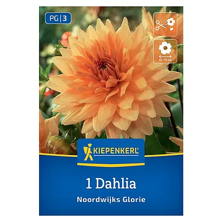 Kiepenkerl  Dahlie Noordwijks Glorie