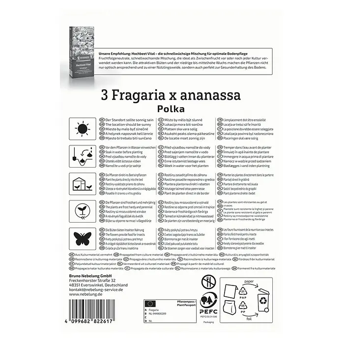 Kiepenkerl Obstsamen Erdbeer Polka - Fragaria ananassa, Erntezeit: Mai - Informationen zum Anbau der Erdbeersorte Fragaria x ananassa Polka, einschließlich Standort, Bewässerung und Frostbeständigkeit.