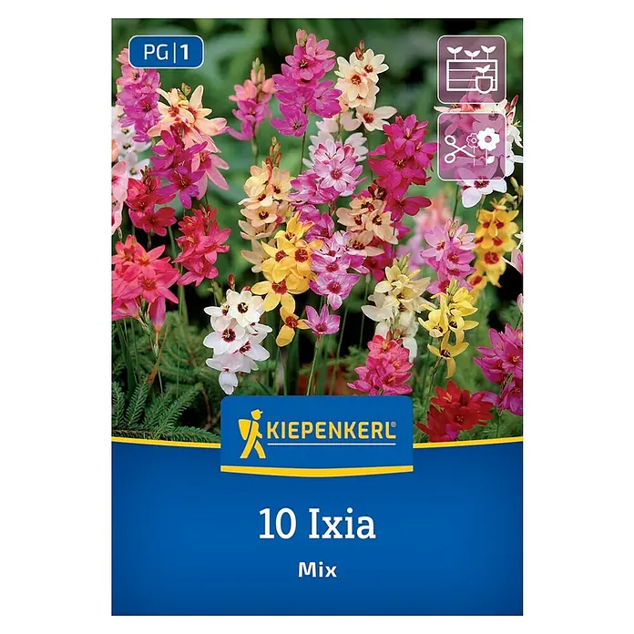 Kiepenkerl Blumensamenmischung Klebschwertel Mischung - Ixia x Hybrida, Mehrfarbig - 10 Ixia-Blumenzwiebeln Mischung für farbenfrohe Blumenpracht. Pflanzen Sie diese Blumenzwiebeln im Herbst für eine spektakuläre Frühlingsblüte.