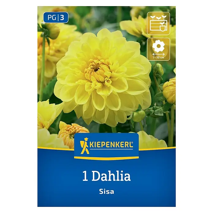 Kiepenkerl Dahlie Dahlie Sisa - Dahlia x Hybrida, Gelb - Abbildung einer Dahlie "Sisa" von Kiepenkerl. Die Dahlie hat leuchtend gelbe Blütenblätter, die eine Kugel bilden.