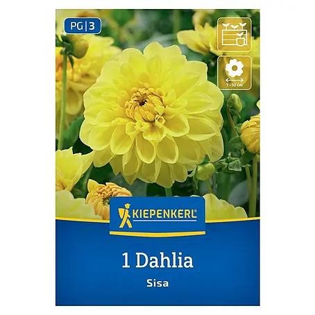 Kiepenkerl  Dahlie Dahlie Sisa
