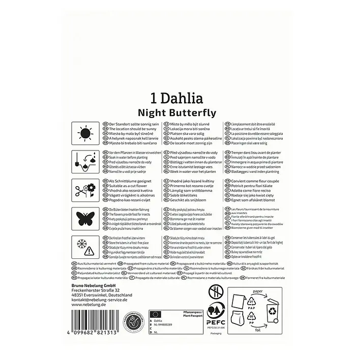 Kiepenkerl Dahlie Night Butterfly - Dahlia x Hybrida, Mehrfarbig - Produktabbildung: 1 'Night Butterfly' Dahlie, Anbau- und Pflegehinweise für üppige Blütenpracht.