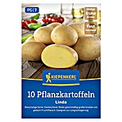 Kiepenkerl Pflanzkartoffeln Linda (Solanum tuberosum, 10 Stk., Erntezeit: August) | BAUHAUS