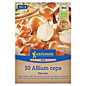 Kiepenkerl Bio Steckzwiebeln Sturon Gr. 12/21 (Allium cepa, Erntezeit: Juli) | BAUHAUS