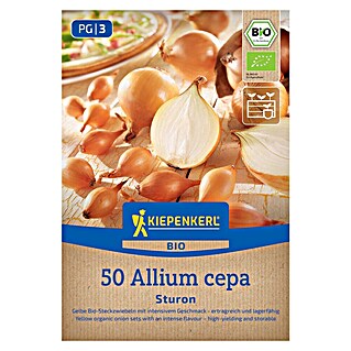 Kiepenkerl Bio Steckzwiebeln Sturon Gr. 12/21 (Allium cepa, Erntezeit: Juli)