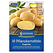Kiepenkerl Pflanzkartoffeln Sieglinde (Solanum tuberosum, 10 Stk., Erntezeit: Juli) | BAUHAUS