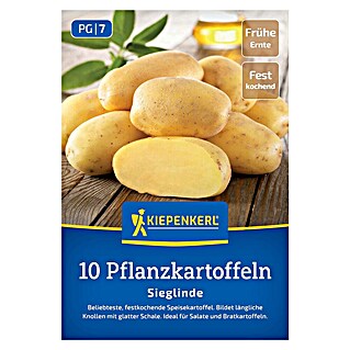 Kiepenkerl Pflanzkartoffeln Sieglinde (Solanum tuberosum, 10 Stk., Erntezeit: Juli)