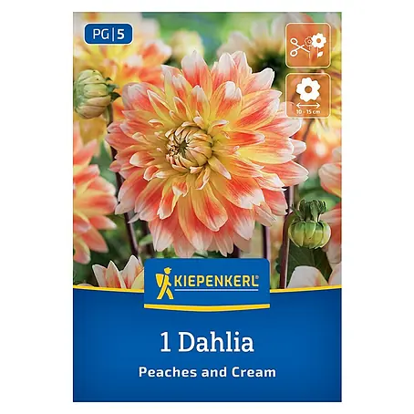 Kiepenkerl  Dahlie Peaches and Cream