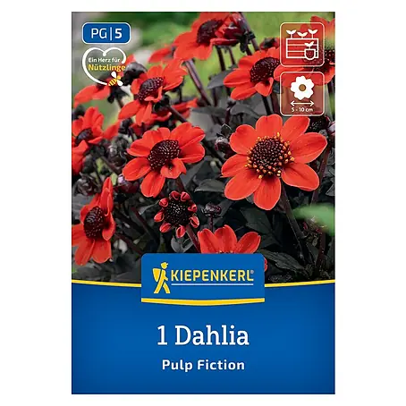 Kiepenkerl  Dahlie Pulp Fiction