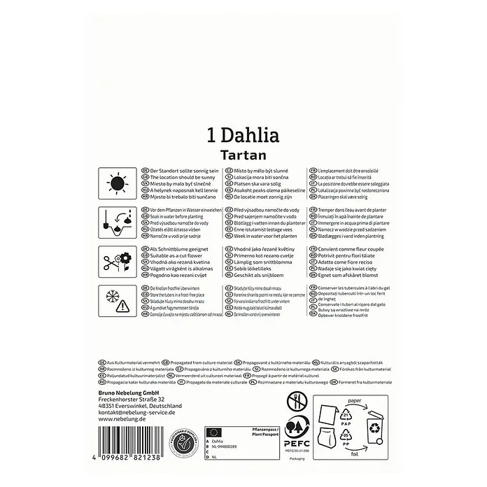 Kiepenkerl Dahlie Tartan - Dahlia x Hybrida, Mehrfarbig - Produktabbildung einer Dahlie 'Tartan' mit Pflanz- und Pflegehinweisen für eine erfolgreiche Kultivierung im eigenen Garten.