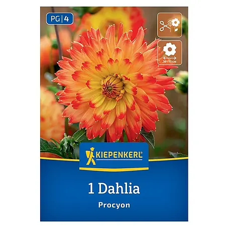Kiepenkerl  Dahlie Procyron