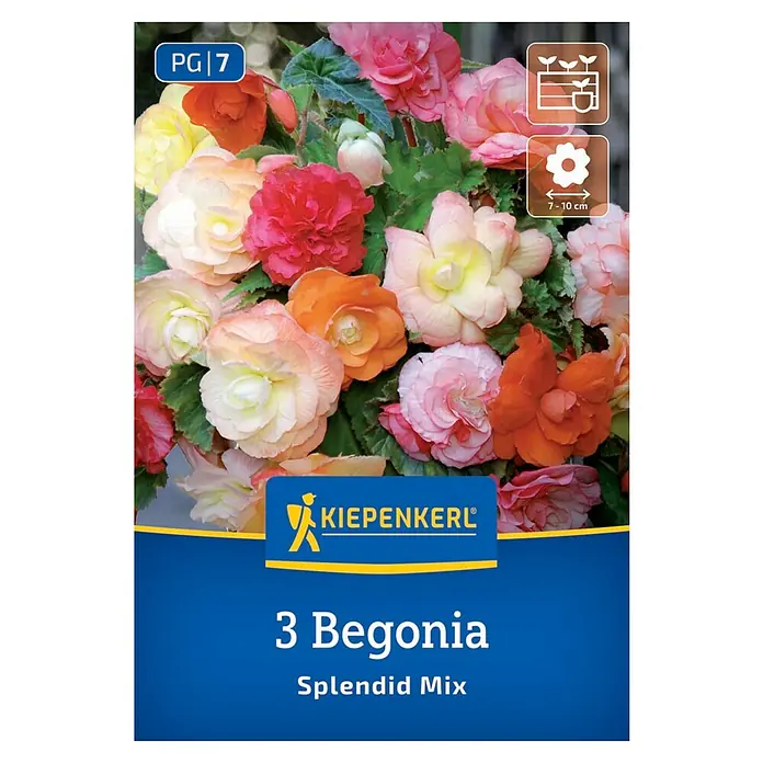 Kiepenkerl Blumensamenmischung Begonie Splendid Mix - Begonia x Tuberhybrida, Mehrfarbig - Ein farbenfrohes Bild einer '3 Begonia Splendid Mix'-Packung von Kiepenkerl, die eine Mischung leuchtender Begonienblüten zeigt.