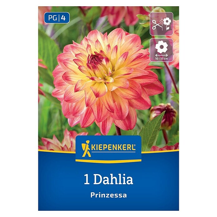 Kiepenkerl Dalija Prinzessa  (Dahlia x Hybrida, Večbarvna) | 8113 - Frühjahrsblumenzwiebeln | IBXA - Blumenzwiebeln | IBX - Blumenzwiebeln | IB - Grünpflanzen/Sämereien | I - Stadtgarten | BAUHAUS