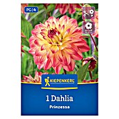 Kiepenkerl Dalija Prinzessa  (Dahlia x Hybrida, Večbarvna) | 8113 - Frühjahrsblumenzwiebeln | IBXA - Blumenzwiebeln | IBX - Blumenzwiebeln | IB - Grünpflanzen/Sämereien | I - Stadtgarten | BAUHAUS