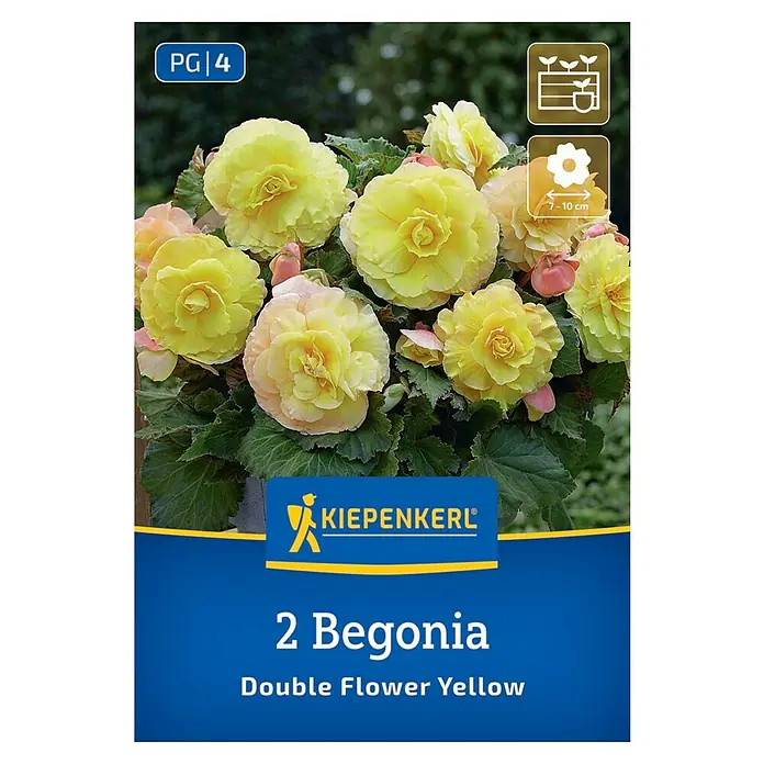 Kiepenkerl Blumensamenmischung Begonie Double Flower Red - Begonia x Tuberhybrida, Gelb - Produktabbildung einer 'Kiepenkerl' Doppelblüten-Begonie in Gelb, ideal für Beet und Balkon. Die Blüten sind üppig und leuchtend.