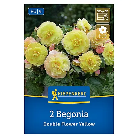 Kiepenkerl  Blumensamenmischung Begonie Double Flower Red