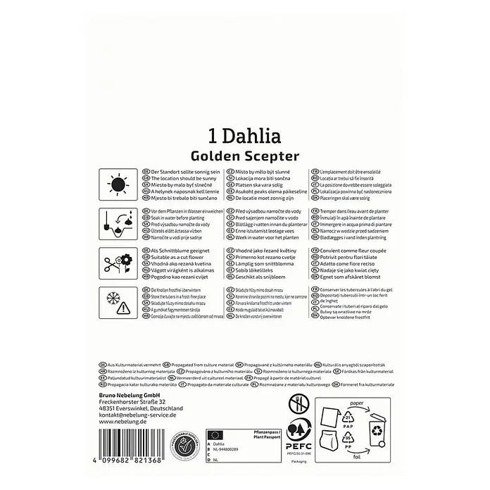 Kiepenkerl Dahlie Golden Scepter - Dahlia x Hybrida, Gelb - Produktinformationen für 1 Dahlie Golden Scepter: Standort, Pflege, Schnittblume, Überwinterung und Vermehrung.