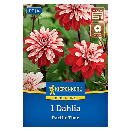 Kiepenkerl  Dahlie Pacific Time