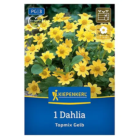 Kiepenkerl  Dahlie Topmix Gelb