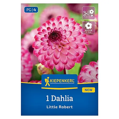 Kiepenkerl  Dahlie Little Robert
