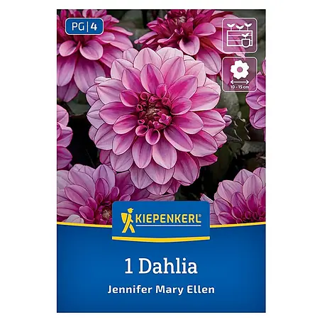Kiepenkerl  Dahlie Jennifer Mary Ellen