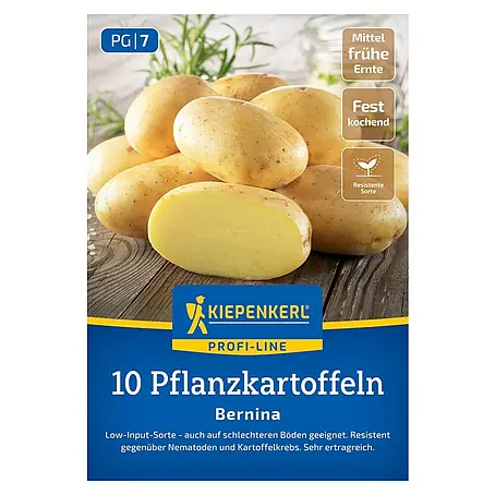 Kiepenkerl Profi-Line Pflanzkartoffeln Bernina