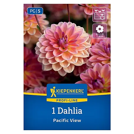 Kiepenkerl  Dahlie Pacific View