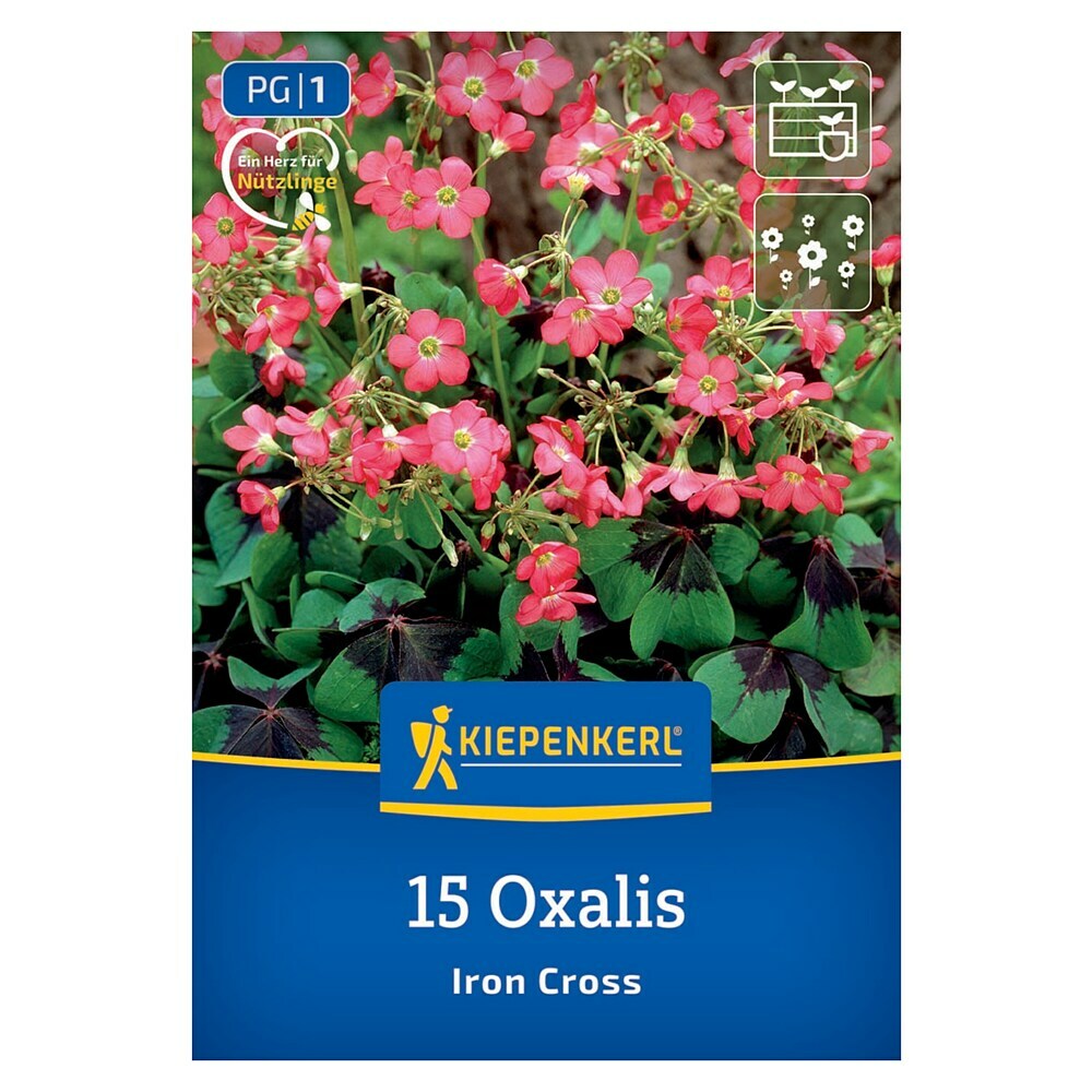 Bulbes d'Oxalis Iron Cross (Oxalis tetraphylla) | Plante porte-bonheur, trèfle à quatre feuilles porte-bonheur, shamrock, plante d'intérieur vivace à fleurs