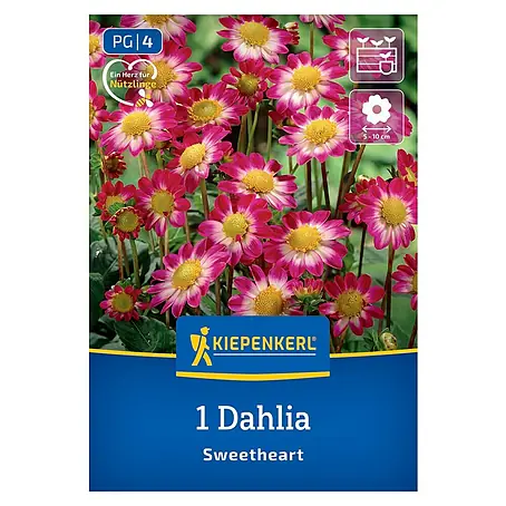 Kiepenkerl  Dahlie Topmix Rosa mit Auge