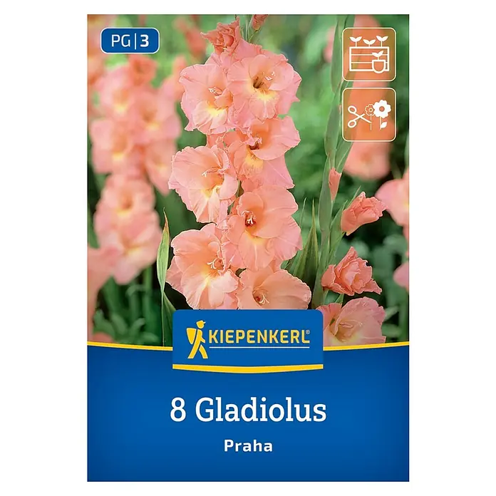 Kiepenkerl Blumensamenmischung Gladiolus Praha - Gladiolus - Produktbild von '8 Gladiolus Praha', einer Packung mit acht Gladilienzwiebeln der Sorte Praha, ideal für farbenprächtige Sommerblumenbeete.