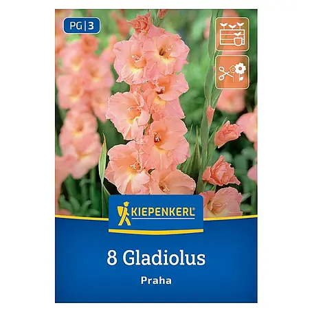 Kiepenkerl  Blumensamenmischung Gladiolus Praha