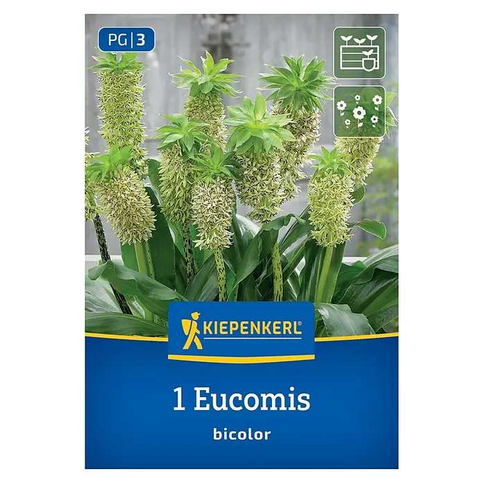 Kiepenkerl Blumensamenmischung Eucomis bicolor - Eucomis bicolor - Bild einer Packung Eucomis bicolor-Blumenzwiebeln von Kiepenkerl, ideal zum Anpflanzen im Garten.