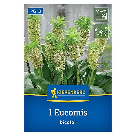 Kiepenkerl  Blumensamenmischung Eucomis bicolor
