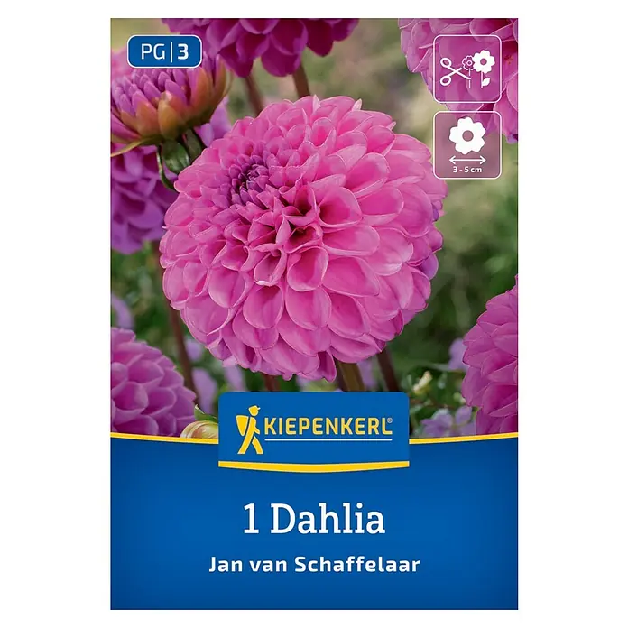 Kiepenkerl Dahlie Jan van Schaffelaar - Dahlia x Hybrida, Mehrfarbig - Produktbild einer 1 Dahlia "Jan van Schaffelaar" Blumenzwiebelpackung. Das Bild zeigt eine rosafarbene Blüte im Vordergrund.
