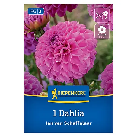 Kiepenkerl  Dahlie Jan van Schaffelaar