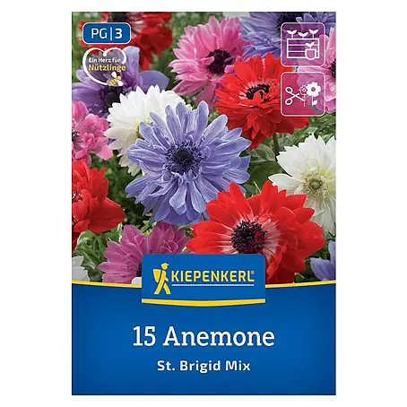 Kiepenkerl  Blumensamenmischung Anemone St. Brigid Mix
