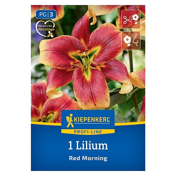 Kiepenkerl Mešana cvetlična semena lilij Red Morning  (Lilium x Hybrida, Večbarvna) | 8113 - Frühjahrsblumenzwiebeln | IBXA - Blumenzwiebeln | IBX - Blumenzwiebeln | IB - Grünpflanzen/Sämereien | I - Stadtgarten | BAUHAUS