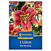 Kiepenkerl Mešana cvetlična semena lilij Red Morning  (Lilium x Hybrida, Večbarvna) | 8113 - Frühjahrsblumenzwiebeln | IBXA - Blumenzwiebeln | IBX - Blumenzwiebeln | IB - Grünpflanzen/Sämereien | I - Stadtgarten | BAUHAUS